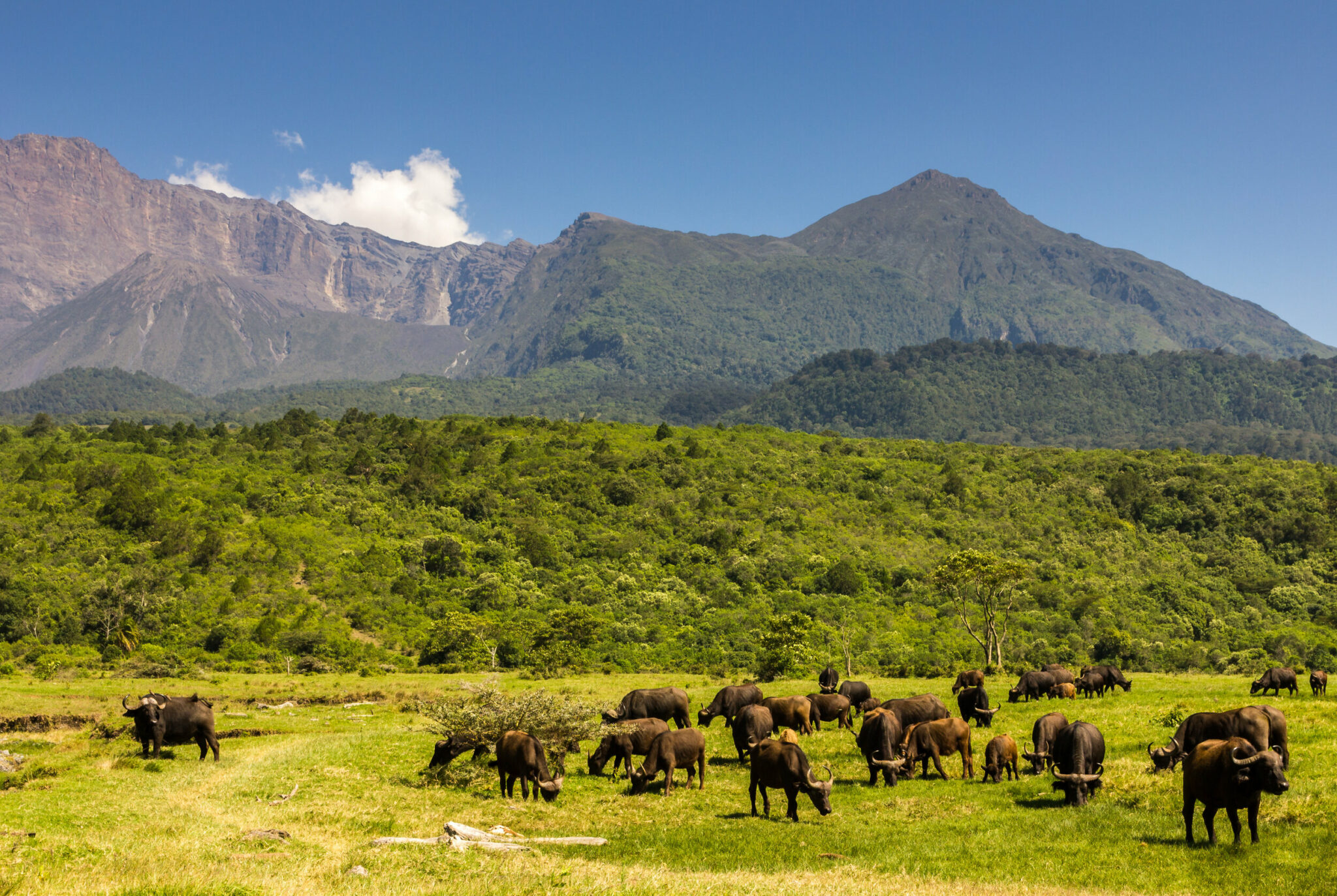 Arusha National Park game drive