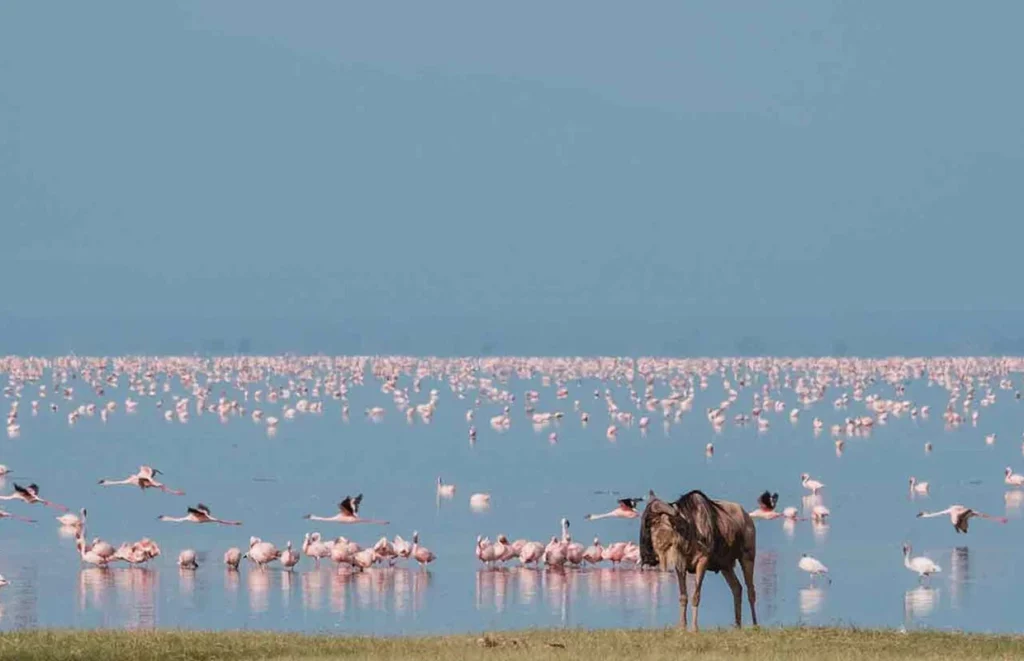 L. Manyara National Park Day Trip