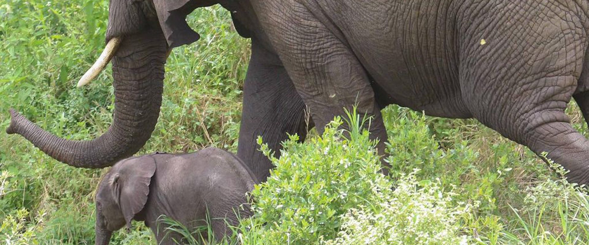 Tarangire National Park Day Tour